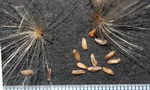 Common Thistle